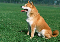 養狗養幾只吉利（狗養幾只比較旺財）